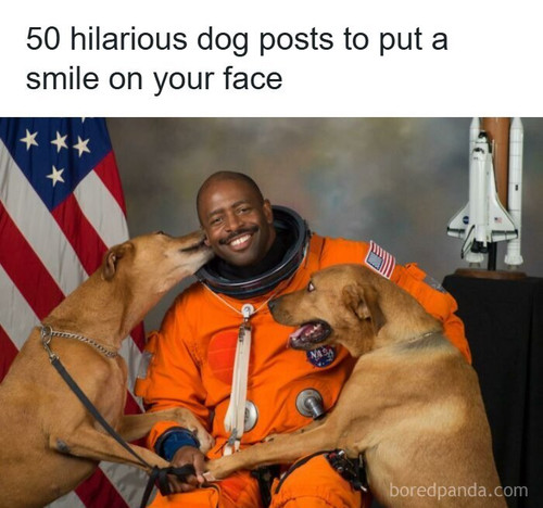 funny dogs pics.jpg