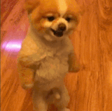K5IEMtDZHxQZy.gif