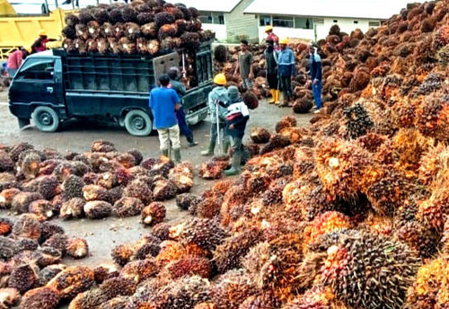 JUAL BELI SAWIT.jpg