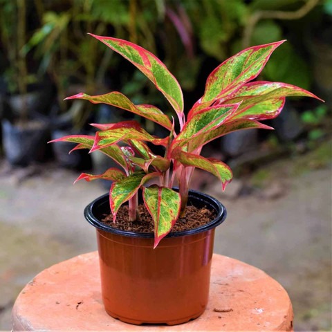 no perennial yes aglonaema lipst.jpg