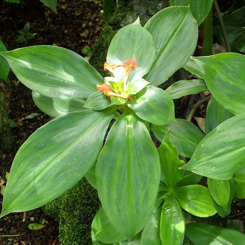 ChamaecostusCuspidatus InsulinPlant 3 1024x.jpg