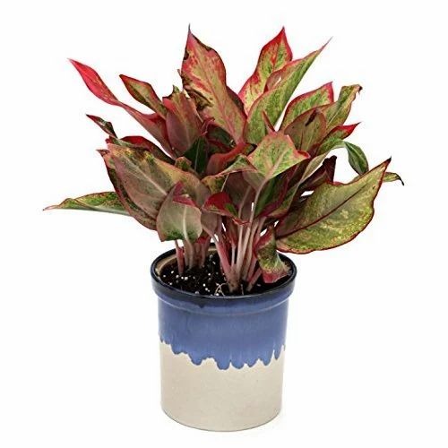decorated plant 500x500.jpg