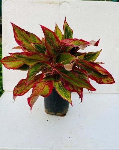 small lipstick aglaonema plant 5.jpg