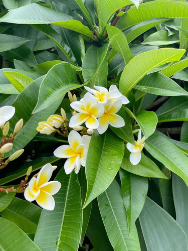 Frangipani tree.jpg