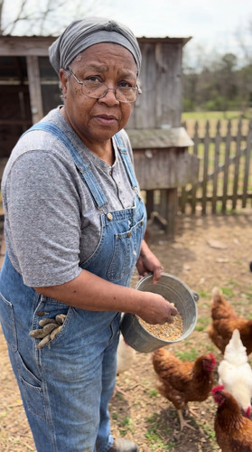 07 chickens bw fat2 up.jpg