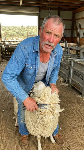 380 w lyle shear up.jpg