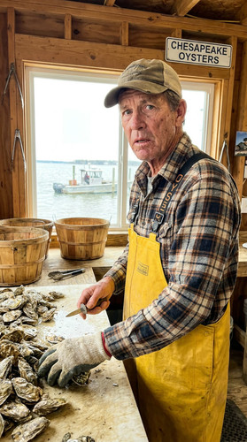41 rufus oyster up.jpg