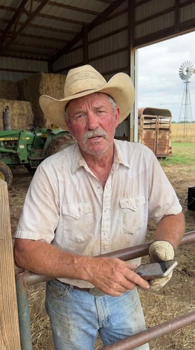 23 ok wheat cattle w up.jpg