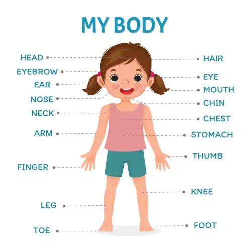 BODY PARTS.webp