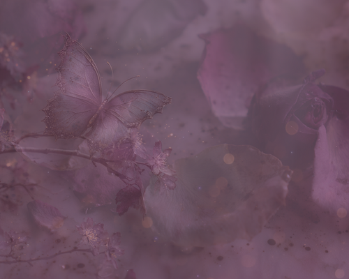 lavenderfields