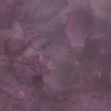lavenderfields