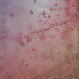 pinkdreams