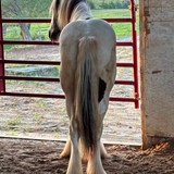 Lewie 11