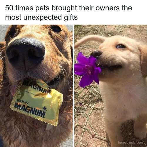 funny gifts pets brought their humans.jpg