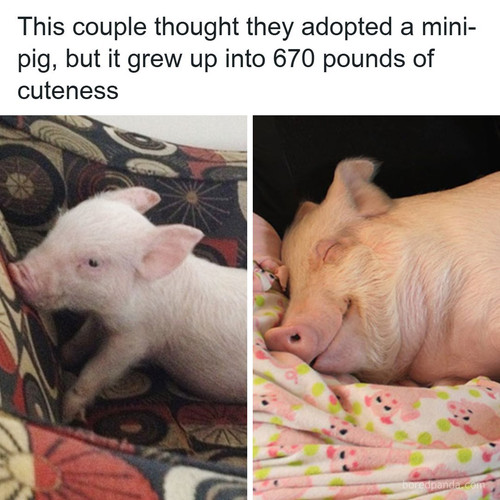 esther wonder pig sanctuary steve derek.jpg