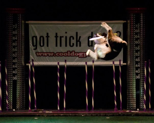 Book Dog Performance Show.jpg