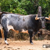 CLCaAxf.th.jpg