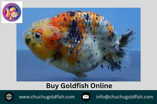 Buy Goldfish Online.jpg