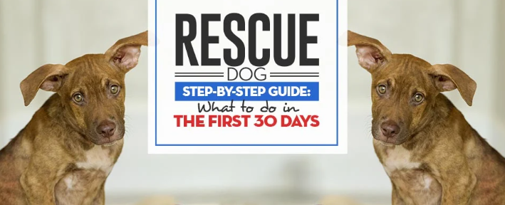 The Ultimate Guide to Adopting a Rescue Dog: What to Expect in the First 30 Days