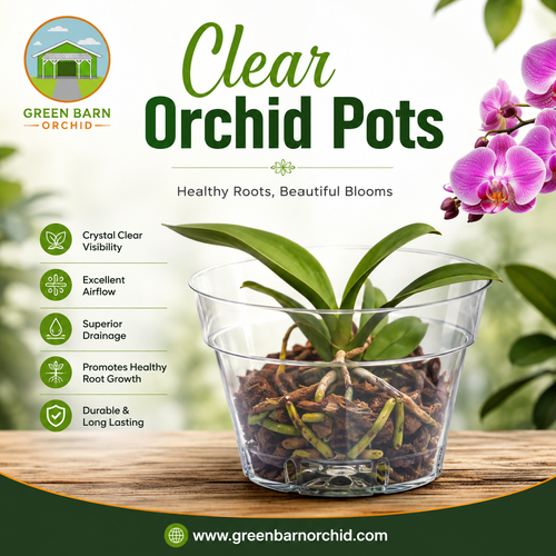 Clear Orchid Pots: A Simple Choice for Healthy Orchids.png