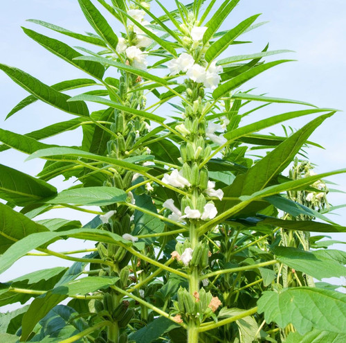 sesame plant.jpg