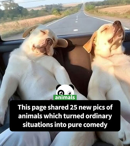 cute funny animal photos importantanimalimages part 2.jpg