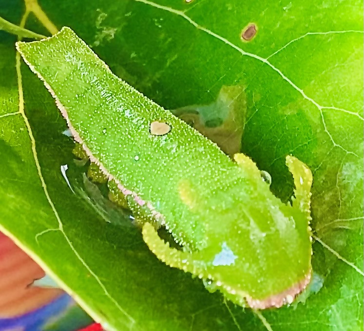 Profile