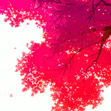 AE4EE872 72F1 4355 B2F7 5A72F16BCF78.gif