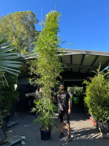Buy Clumping Bamboo Plants | Gracilis Bamboo in Sydney.jpg