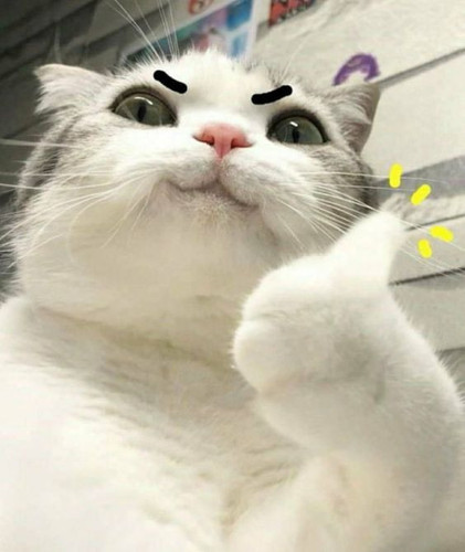 มีมแมว 54.jpg