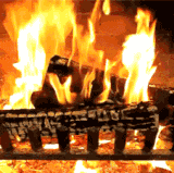 giphy.gif