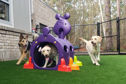 Best service for Dog Boarding in Beecroft.jpg
