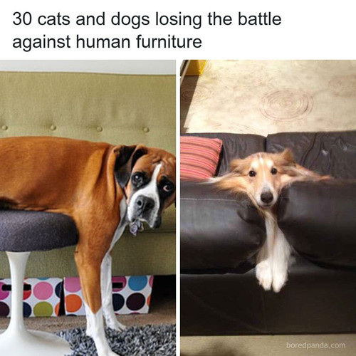 animals funny.jpg