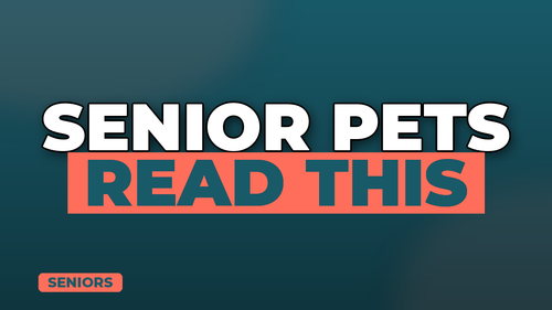 thumb pet insurance for senior pets landscape.png
