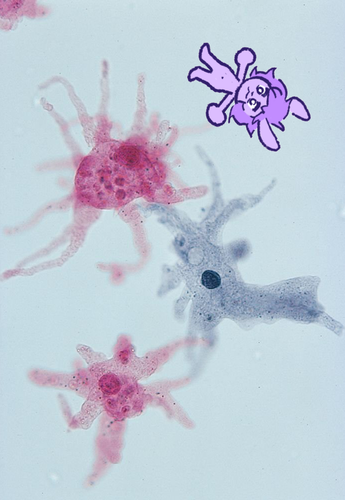 amoeba.png