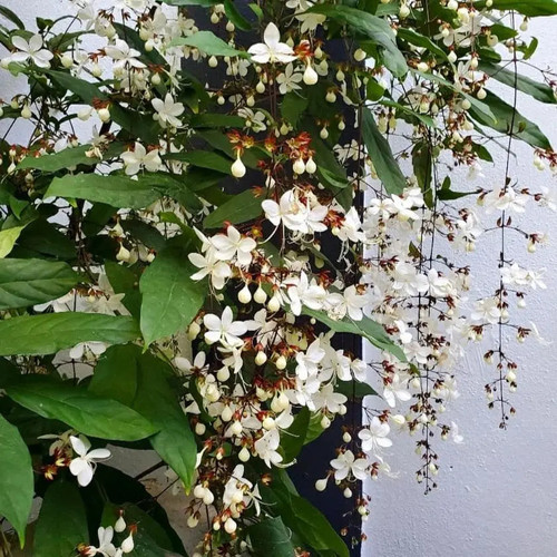 Image of Clerodendrum Wallichii flower in India.jpg