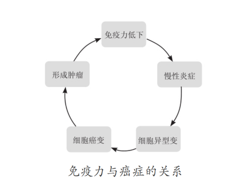 免疫力与癌症循环图.png