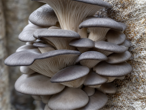 f041fd0a5505.png