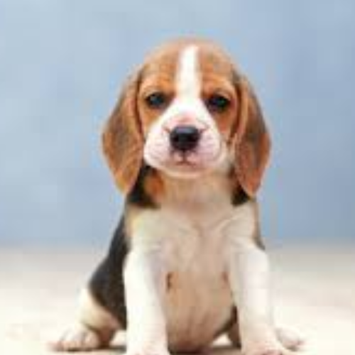 beagle.png