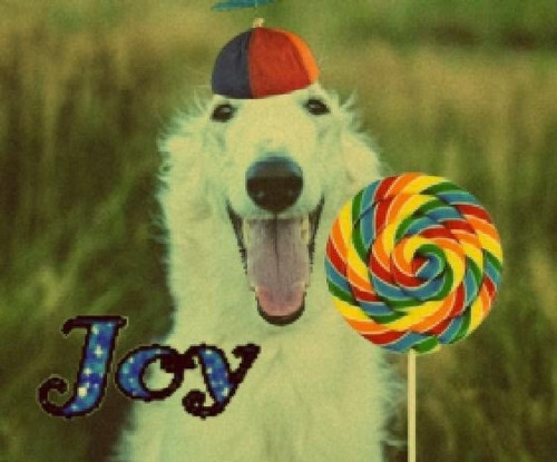 joyful dog