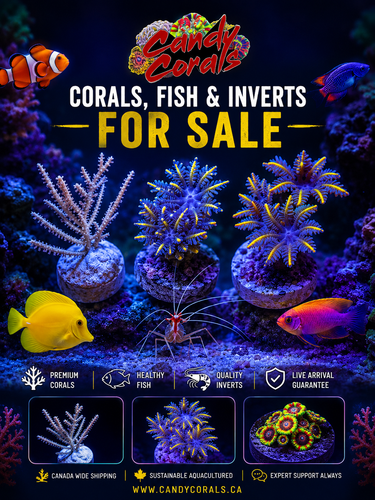 Corals Fish and Inverts for Sale Premium Saltwater Aquarium Supplies.png