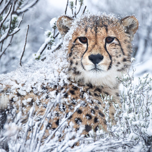 Image  Copyright Kirsten Frost, all rights reserved.jpg