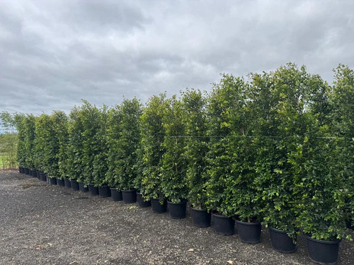 Bamboo Screening in Sydney | Best Privacy Screening Plants.jpg