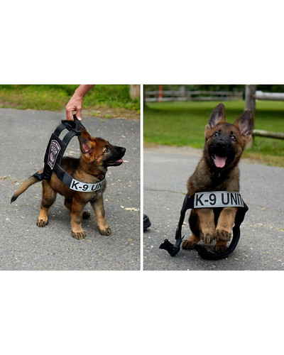 service puppies first days at work 24 58c15498e3d69 605.jpg