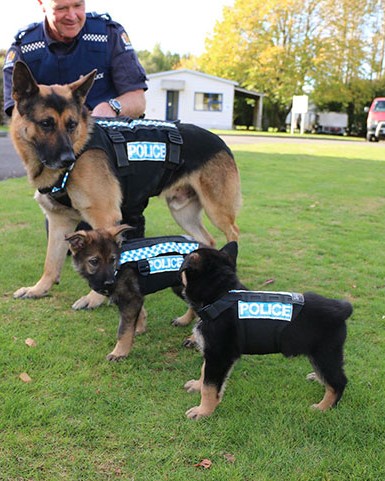 service puppies first days at work 26 58c1604599aa8 605.jpg