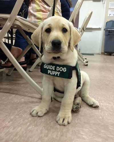service puppies first days at work 12 58c1249caf039 605.jpg