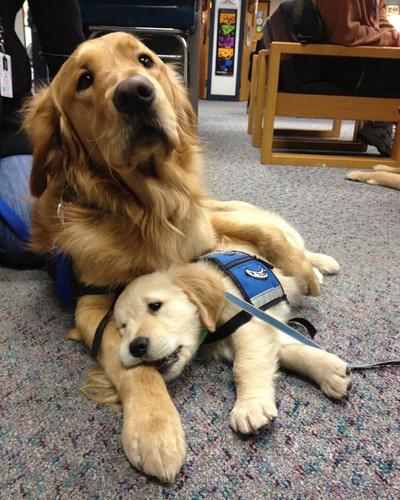 service puppies first days at work 28 58c17b050f671 605.jpg