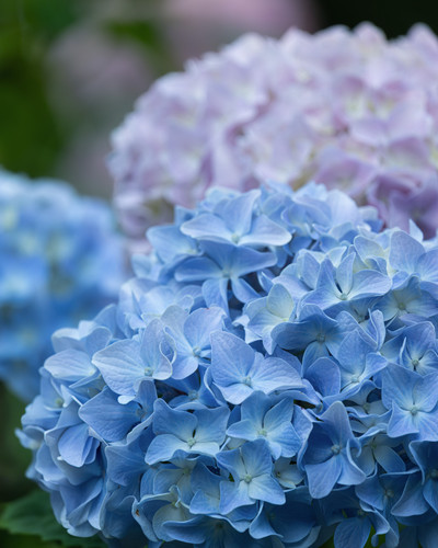 pexels couleur 32634628.jpg
