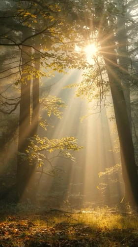 Waldbaden Lichtstrahlen.jpg