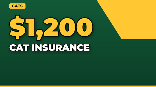 thumb cat insurance do you really need it landscape.png